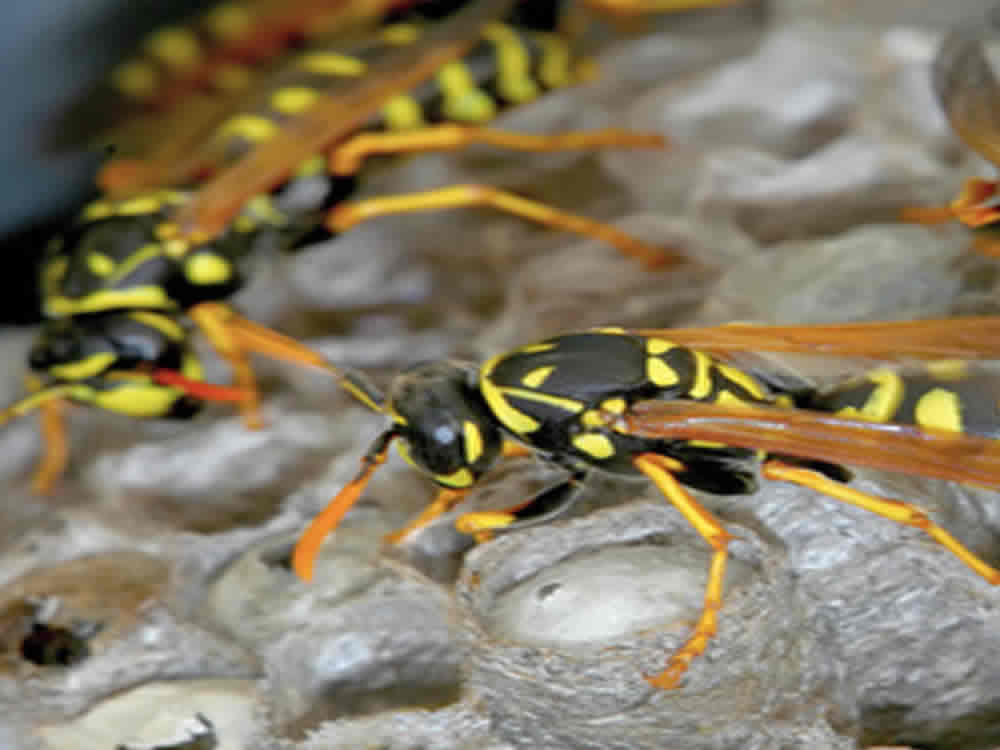 wasp nest removal windsor berkshire